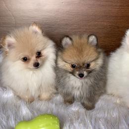 Pomeranian Puppies from BD Poms