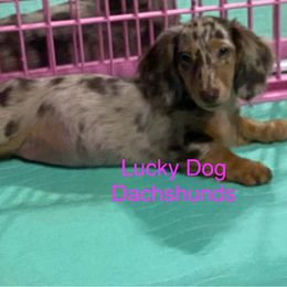 Girl 3 - Dapple female Dachshund puppy in Bryceville, Florida from Lucky Dog Dachshunds