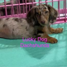 Girl 3 - Dapple female Dachshund puppy in Bryceville, Florida from Lucky Dog Dachshunds