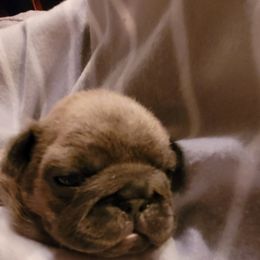 French Bulldog Puppies from 4 Leaf Frenchies