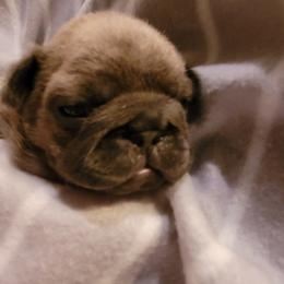 French Bulldog Puppies from 4 Leaf Frenchies