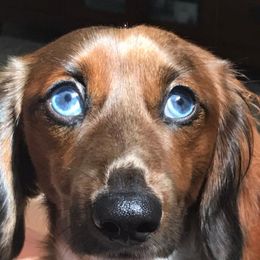 Dachshunds from Lakeside Doxies