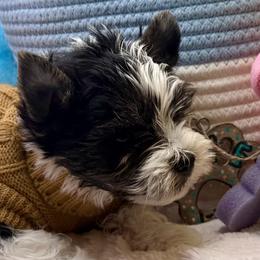 Asher - Parti male Yorkshire Terrier puppy in Tangipahoa County, Louisiana from Riche’ Louisiana Yorkies