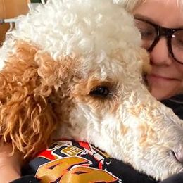 Poodles from Grammie's  Poodles