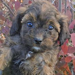 Casper - Sable male Cavapoo puppy in Blackfoot, Idaho from Rocky Desert Goldens and Cavaliers