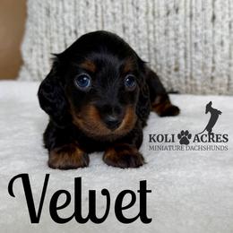 Velvet - AKC - Silky - Black and tan female Dachshund puppy in Kemp, Texas from Koli Acres
