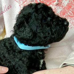 Poodle Puppies from Rosegold Poodles