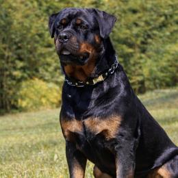 Rottweilers from Rom Haus Rottweilers, LLC