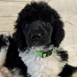 Poodles from NeNe’s Paw Patch
