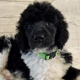 Poodles from NeNe’s Paw Patch