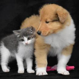 Juno - Sable merle and white male Collie puppy in Danville, Pennsylvania from Brookwood Collies, Smooth & Rough