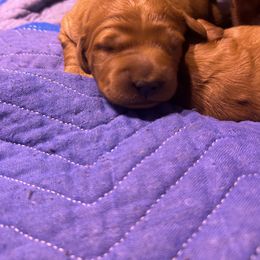 Golden Retriever Puppies from Kingsbourgh Retrievers