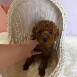 Honey(AKC) - Red  female Poodle puppy in Moreno Valley, California from Yanni's Poodle