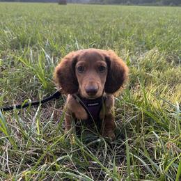 Dachshund Puppies from Golden Creek Farm