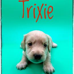 Trixie - Cream female Dachshund puppy in Cincinnati, Ohio from Caines Dachshund Farm