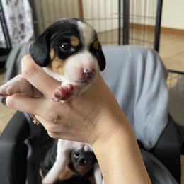 Dachshund Puppies from High Mountain Dachshunds