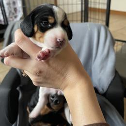 Dachshund Puppies from High Mountain Dachshunds
