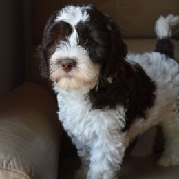 Australian Labradoodle Puppies from Frosty Hill Australian Labradoodles