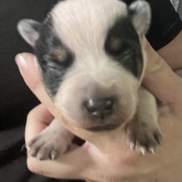 - Boy 1 - Blue male Australian Cattle Dog puppy in Kaufman, Texas from Emberwick Ranch