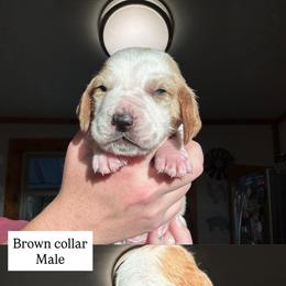 Brown collar - Red and white male Basset Hound puppy in Kenansville, Florida from Fancy Hounds