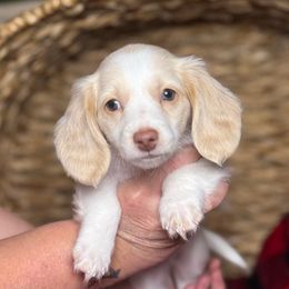 Girl 1 - Piebald female Dachshund puppy in Waycross, Georgia from Camie's Dachshunds
