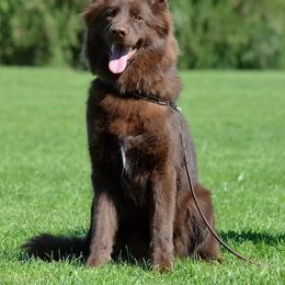 Jasper - German Shepherd