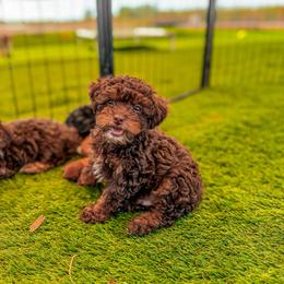 Rubble ( genetically cleared teddy bear  ) - Phantom male Poodle puppy in Hooper, Utah from Anchor Dogs
