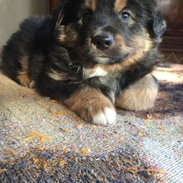 Miniature Australian Shepherd Puppies from LongMile Aussies