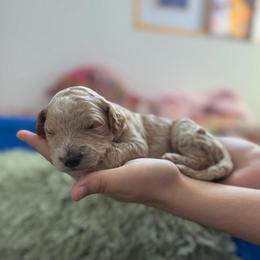 Pickle - Apricot male Poodle puppy in Haines City, Florida from Noelle Poodles