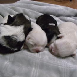Assorted Doodle Crosses, Shihpoo, and Shih Tzu Puppies from Curls & Paws Canines
