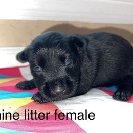 Scottish Terrier Puppies from Oodles of Cuties!