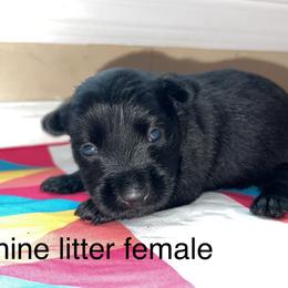 Scottish Terrier Puppies from Oodles of Cuties!