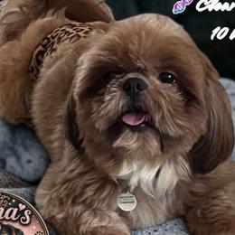 Shih Tzus from STORM'S CAPONE  AKC QUALITY SHIH TZU'S