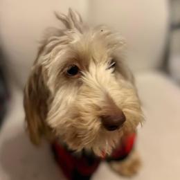 Haizley - Dachshund
