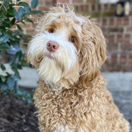 Winston - Australian Labradoodle