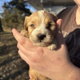 Copper - Apricot male Aussiedoodle puppy in Hopkins, Missouri from Mowry Creek Mini Aussiedoodles and More
