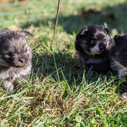 Pomeranian puppies from TiaZ Poms