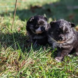 Pomeranian puppies from TiaZ Poms