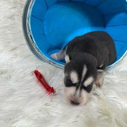 August - Black and white male Siberian Husky puppy in Collins, Iowa from Homegrown Huskies
