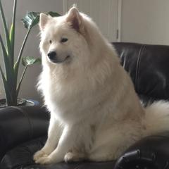 ANGLE - Samoyed