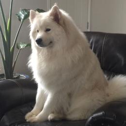ANGLE - Samoyed