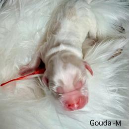 Gouda - Buff and white male Cockapoo puppy in Denver, Pennsylvania from Greenview Puppies