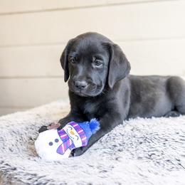 Girl 3 - Black female Labrador Retriever puppy in Minden, Nevada from Candyview Labradors