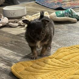 Blue tan boy price: 5,500 - Blue and tan male Chihuahua puppy in Summerfield, Florida from Uey’s Chihuahuas