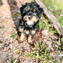 Aussiedoodle and Bernedoodle Puppies from Steindoodles