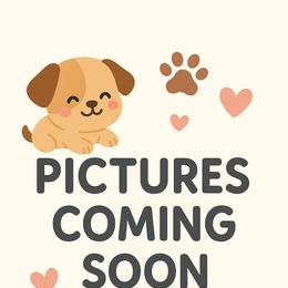 Meadow Blue Harlequin - Harlequin female Great Dane puppy in Kannapolis, North Carolina from Carolina Great Danes & Toy Poodles