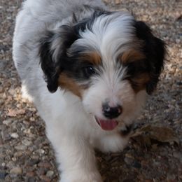 Tucker - Blue merle male Miniature American Shepherd puppy in Crowley, Texas from Nelson's Aussies and Aussiedoodles