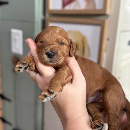 Wishbone - Red  male Goldendoodle puppy in Wharton, Texas from Little Fur Friends