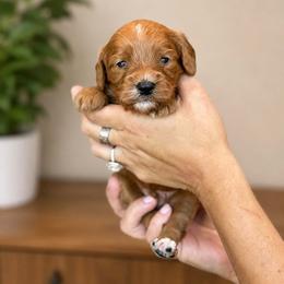 Lucas - Red male Cavapoo puppy in Yuciapa, California from AlltheDoodlez_