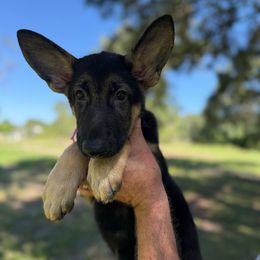 Kimmy - Black and tan female German Shepherd puppy in Florida from Best Shepherds